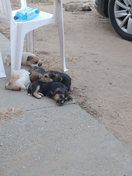 Cățeluși pentru adopție