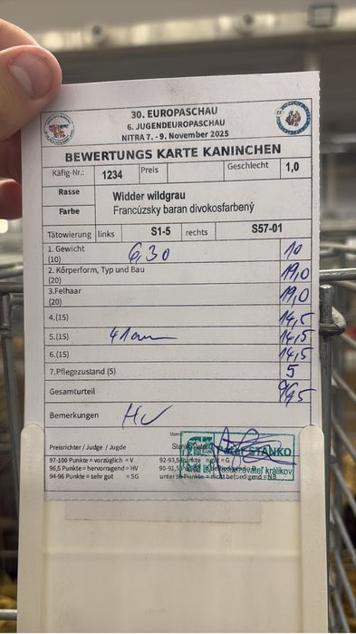 Vand mascul  de berbec german 96,5 la expozitia europeana de la nitra