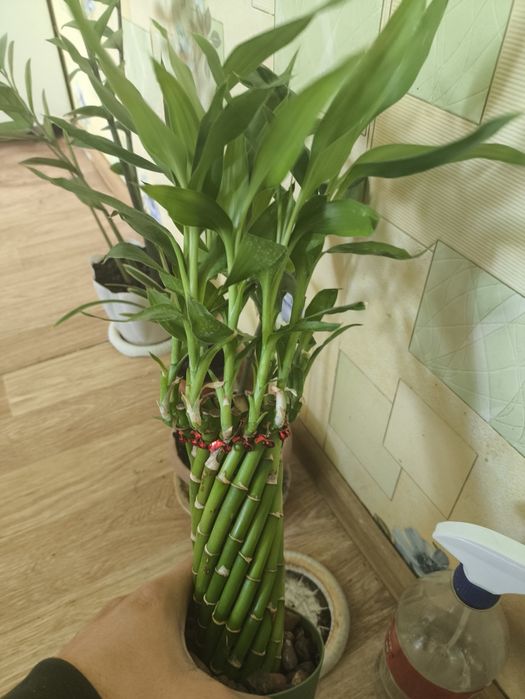 Отросток бамбука