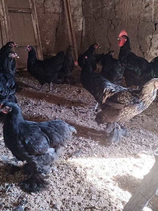 Brama va kora shaxzoda