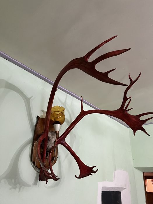 Сувенир,Рога,Оленя