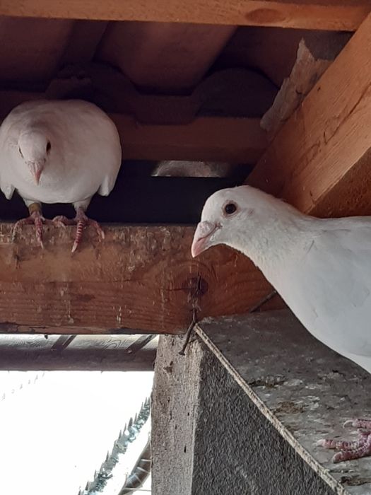 Porumbei indieni,infoieti si voiajori albi