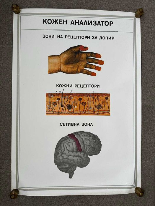 Учебни Медицински Плакати Постери