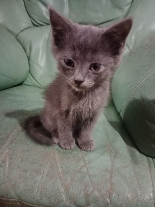 Отдам котёнка  в добрые руки