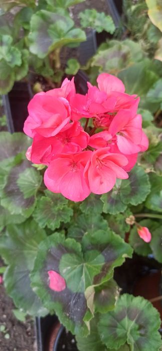 Пеларгония зональная