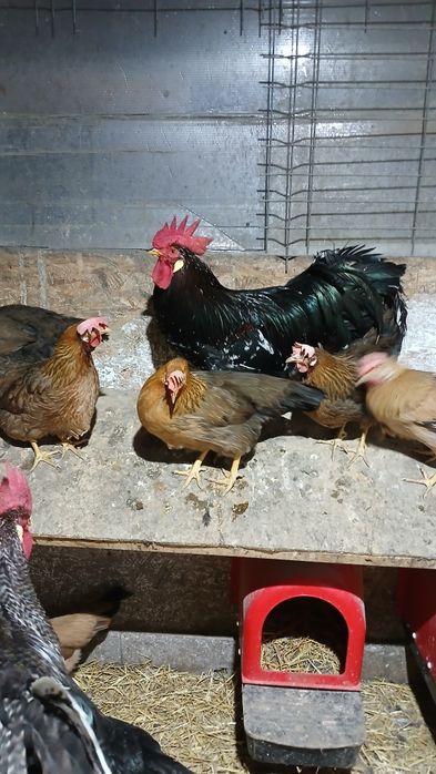 Gaini si puicute italiene