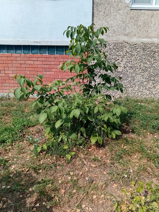 Грецкий орех саженец