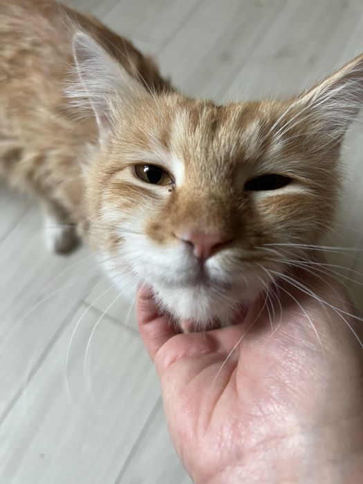 Котенок в добрые руки