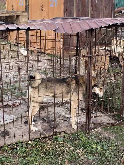 Продам щенок лайка