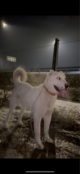 Щенок алабая девочка