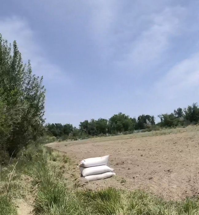 Продам Семена:Эспарцет
