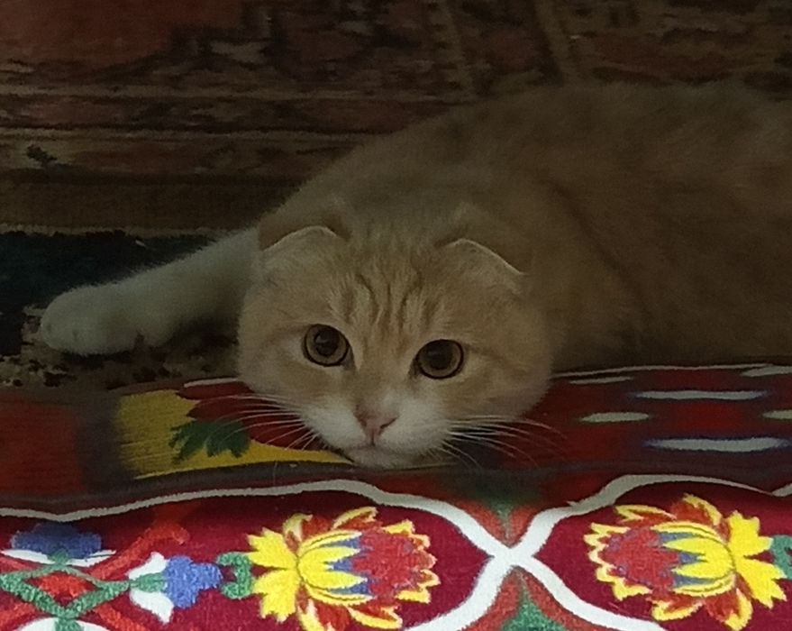 Для вязки, не продается