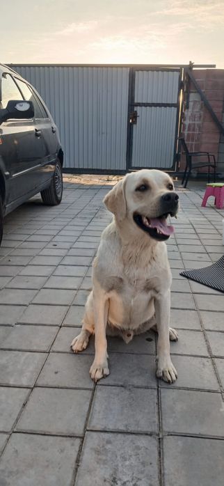 зоогостиница, передержка животных