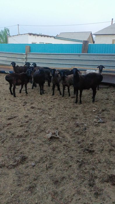 Бараны токтылар жаксы