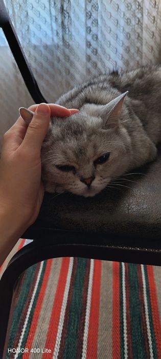 Mushuk  british shorthair