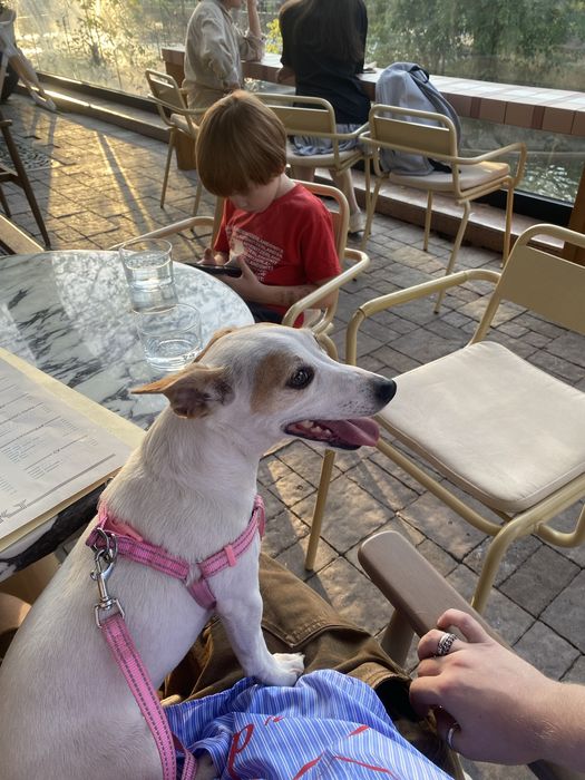 Передержка собак