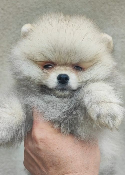 Померани момче и момиче