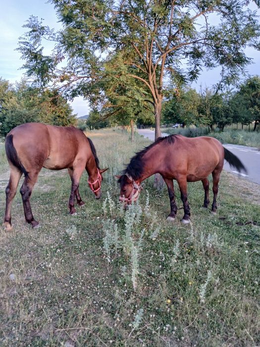 Iapa de vinzare cu tot cu minza iapa are 8 ani si minza 9 luni  detali la 0758293493