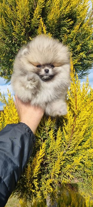 Померан померанче