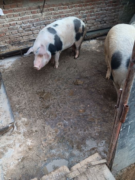 Продавам Глями Прасета