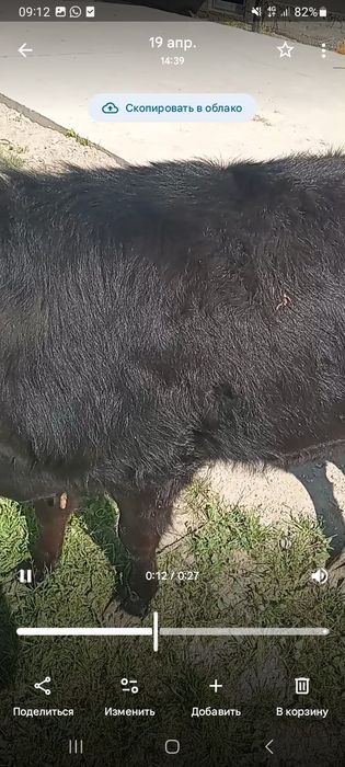 Қашар сатылады семіз.