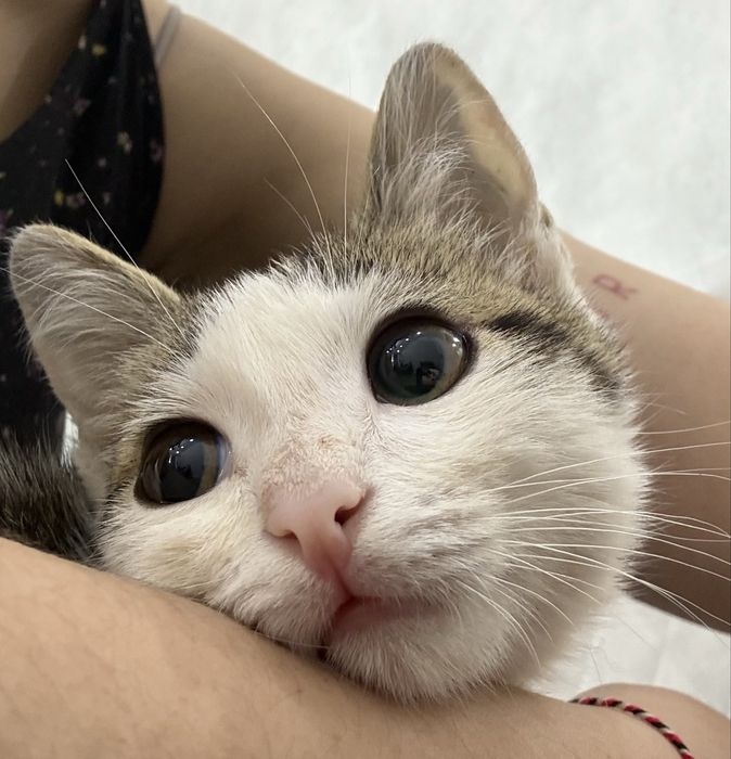 Котенок мальчик (4-5 мес)