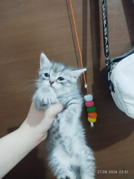 Отдам даром в хорошие руки пародистого котенка девочка