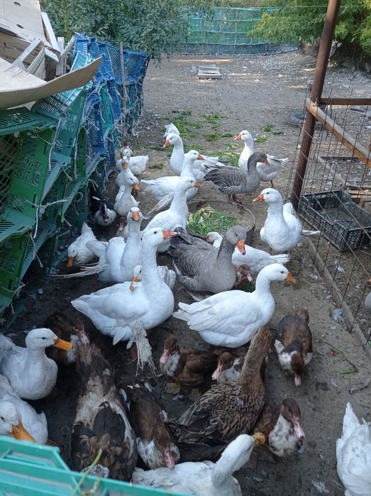Продаю курей, гусей, уток ,