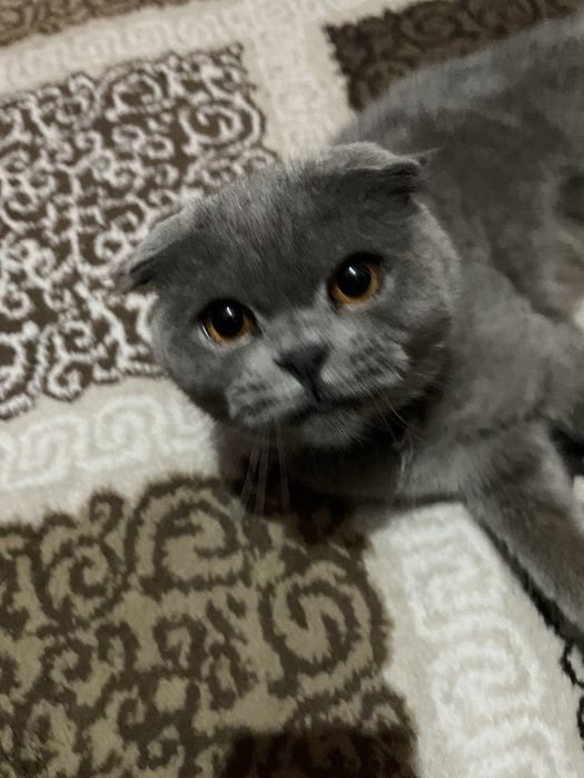 Шотландская породия кошка