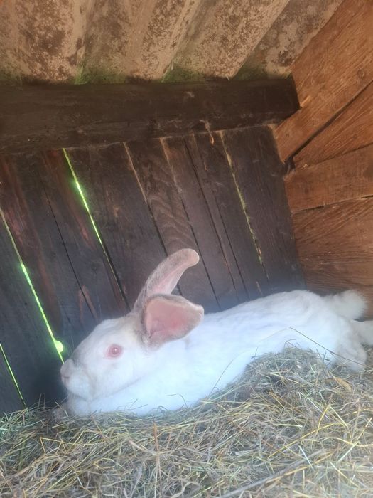 Iepurași disponibili
