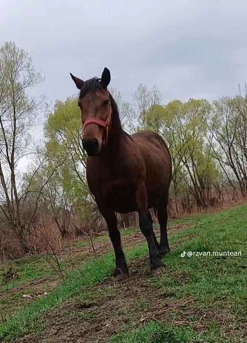 Iapa murga fără semn de vanzare