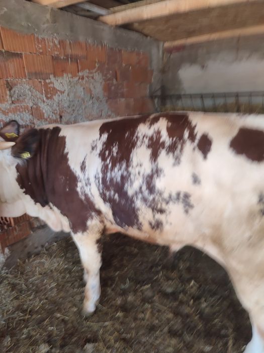 Vând 2 viței bălțați