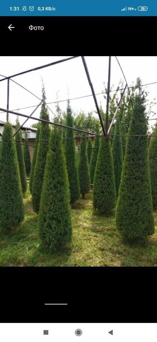 Archa kesamiz ekamiz shakl beramiz xovlidagi boshqa daraxtlaga