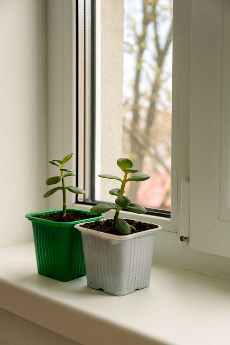 Денежное дерево подростки