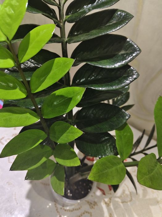 Цветы адаптировный