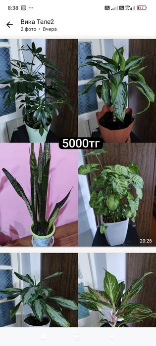 Продам домашние цветы