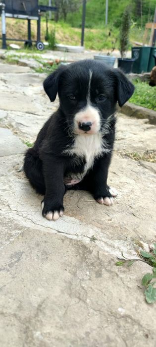 Подарявам кученца
