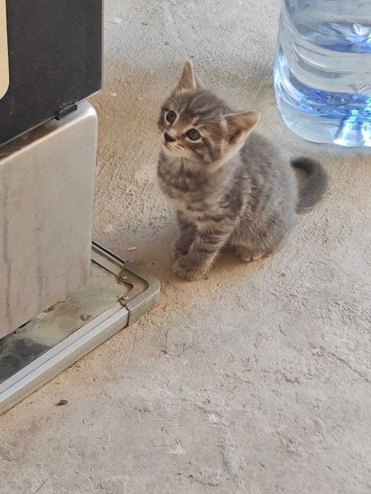 Кошка и три котят