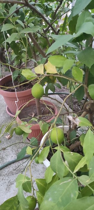 Лимонови дръвчета