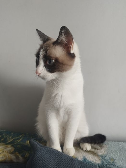 Отдам кошку в хорошие руки