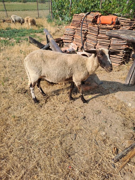 Vand oi rasa mixta carne