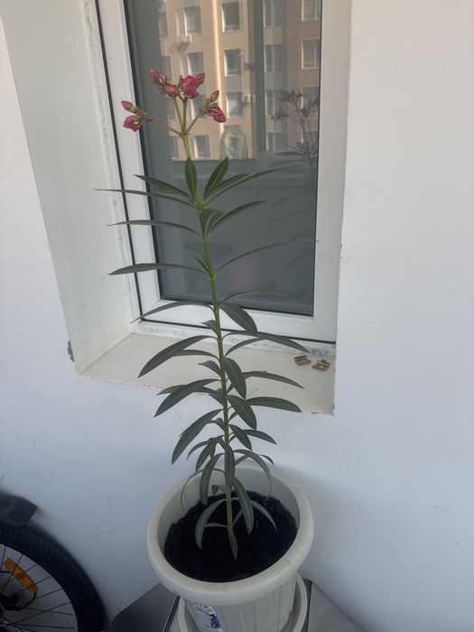 Продам Комнатные растения