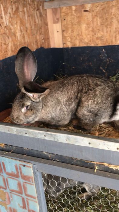 Masculi Urias German