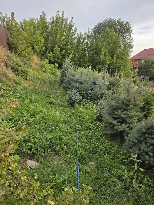 Голубая ель,от 20 000тг.