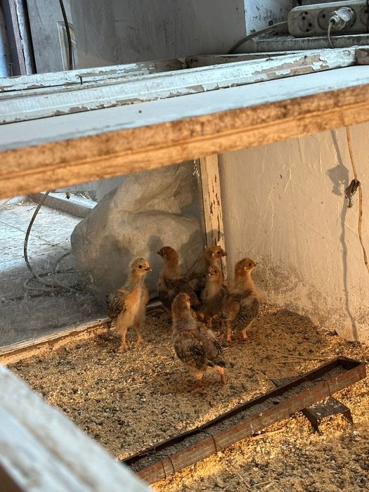 Цыплята кучинские.