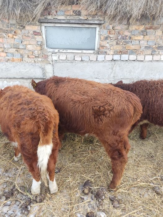 Продам_Бычков...