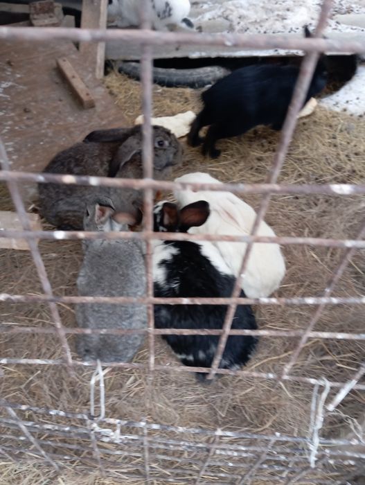 Продаю кроликов живьём и тушками .