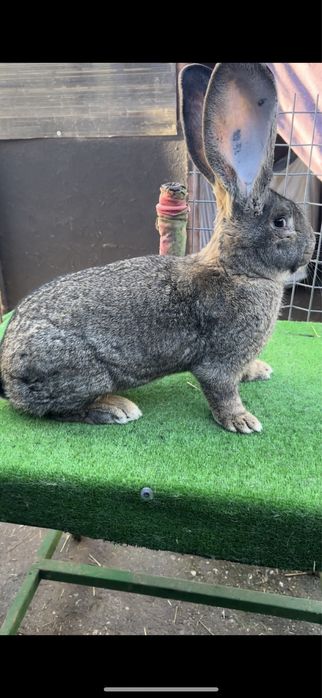 Mascul urias germna gri