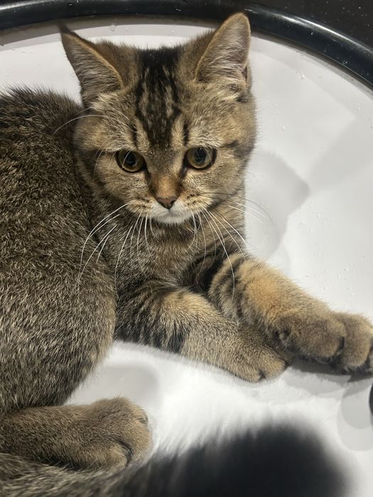 2та мушук боласи