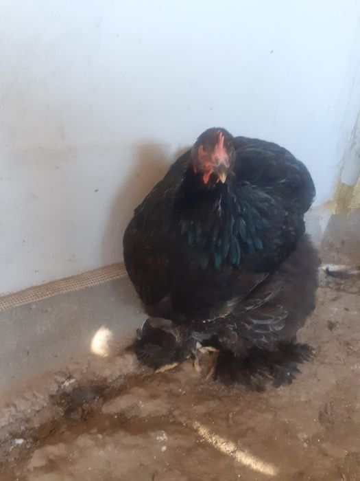 Familie cochinchina urias  pe negru